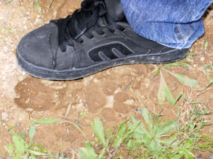 probabili impronte di lupo nel Parco di Montioni